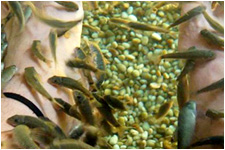 Fish Spa 