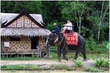Elephant Trekking